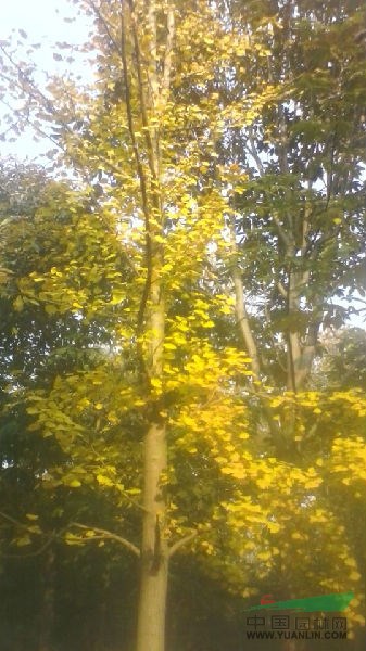 山東昌邑銀杏海棠價格呈下降態勢